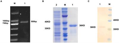 Gp85 protein encapsulated by alginate-chitosan composite microspheres induced strong immunogenicity against avian leukosis virus in chicken